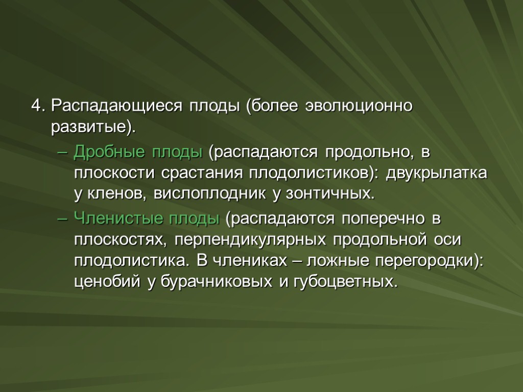 4. Распадающиеся плоды (более эволюционно развитые). Дробные плоды (распадаются продольно, в плоскости срастания плодолистиков):